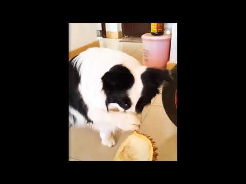 Cute Cat 🐈 and Cute Animals Compilation 2019