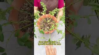 red rose Top Benefits of Red Rose Cuttings for Home Gardeners