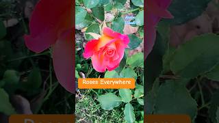 Roses Everywhere #song #arunnpahadi #nature #pahad #love #mountains #pahadi #roses #rose #redrose