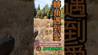 【嚇退猛獸】美洲獅意圖襲擊人類，男子開槍嚇退猛獸！#animal #animals #wildanimals #wildlife #動物世界 #nature #wild #獅子#野生