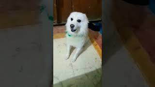 poor stray sad dog  #shorts#kucingtiktok#viral#shortviral#tiktok #ytshorts #shortsvideo#trendings
