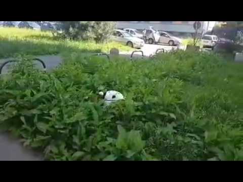 Il salto del cane.