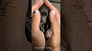 👉🐕‍🦺🦮#desh #1000subscriber #shortvideo 💪#explore #igdaily 💫