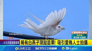 稀有白燕子現蹤苗栗! 吸引愛鳥人士拍攝 燕子"白變"全身白羽毛 鳥學者:食物.基因引起│記者 吳俊賢 謝昀蓁 林韋志│萌寵54來當家20250803│三立新聞台