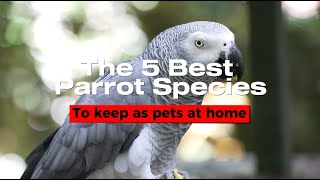 The 5 Best Parrot Species to Keep as Pets at Home