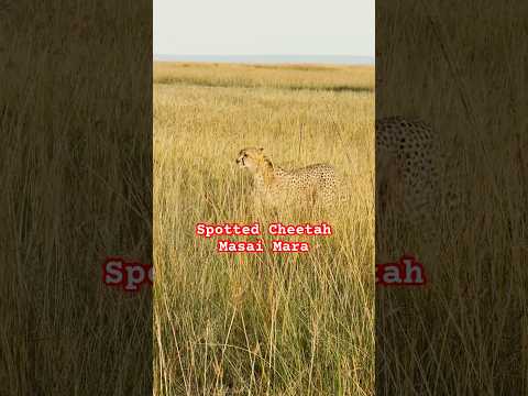 #wildlife #africa #safari #travel #masaimaranationalpark #thedarkcontinent #kenya  #cheetah