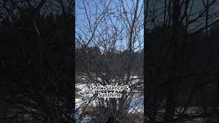 Snow silence & sunshine #forest #snowytrees #sunlight #winter #shorts