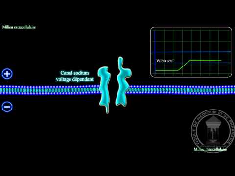Physiologie du système nerveux : L'influx nerveux
