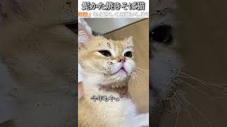 猫のおもしろ動画にツッコミどころ満載なアフレコしてみた＃224【焼きそば】【ハプニング映像】#shorts　#アフレコ #面白動画