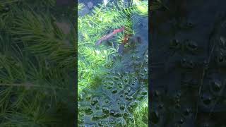 Sunbathing on the hornwort