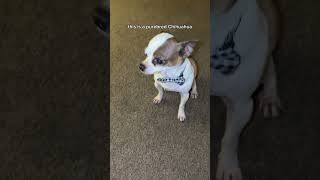 Chihuahuas in Ohio
