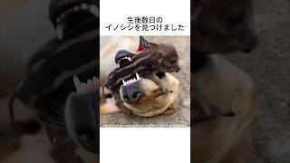 イノシシの赤ちゃんを育ててみると #動物雑学 #いぬのきもち #イノシシ