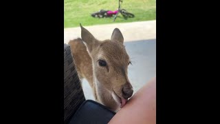 超級可愛的小鹿#動物科普 #知識科普 #可愛 #小鹿 #動物的迷惑行為