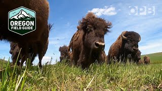 Bison Ranching in Oregon's Wallowa Mountains | Oregon Field Guide