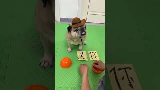 把眼镜摘了吧，有点黑……#萌宠#宠物出道计划#狗狗#萌宠动物#宠物萌宠