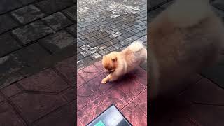 #pomeranian #pets #pet #petdog #puppy #trending #trendingshorts #shortsfeed #shorts #reels #love