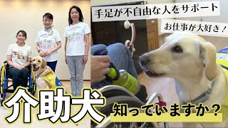 Do you know about "service dogs" that support people with mobility disabilities?