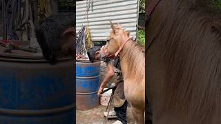 Horse treaming 🐴 #Farrier #HorseCare #HoofTrimming #EquineHealth #HorseShoeing #WorkingHorses
