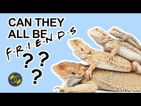 Is it safe to Cohabitate reptiles? - Cookies Critters
