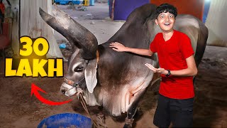 World Biggest Eid al-Adha Chand Bull 🤯