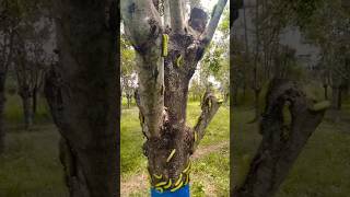 এৰি পোকা  পালন কৰা office  kokrajhar silk