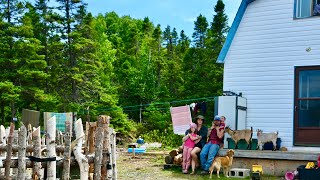 We added Bees to our chaotic Off-grid Newfoundland Homestead | The Homestead Diaries Ep. 11