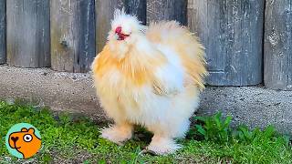 Silkie Chicken Acts Like A Dog When He Dances For Mom’s Attention | Cuddle Buddies