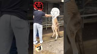 troll face |troll face reality |Gotcha 😲 |troll memes | troll prank