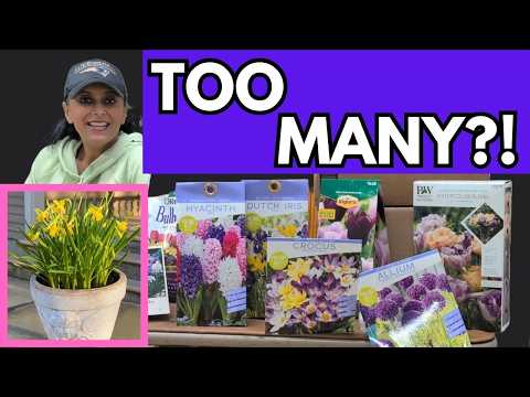 Spring Bulbs In Pots | Daffodils Tulips Container Gardening Tips || Budget Gardening