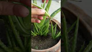 Boost Aloe Vera Growth with This Simple Trick! 🚀