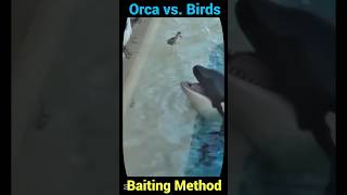 Orca baits birds by fish!