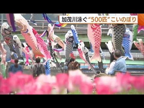 圧巻！加茂川泳ぐ500匹の“こいのぼり” 訪れた人は子どもの健やかな成長願う「コイのように悠々と泳いで元気に育ってほしい」新潟・加茂市 (25/04/28 18:33)