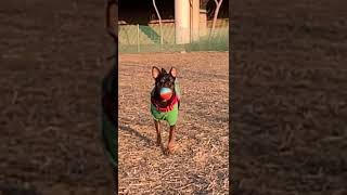 공던져줘 주인놈아!! 근데 가져가진 말고. #shorts