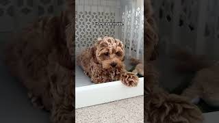 🏠Sleepless nights? #puppy#petlife#furbaby#aesthetic#dogcrate #petlover#dog no copyright intended
