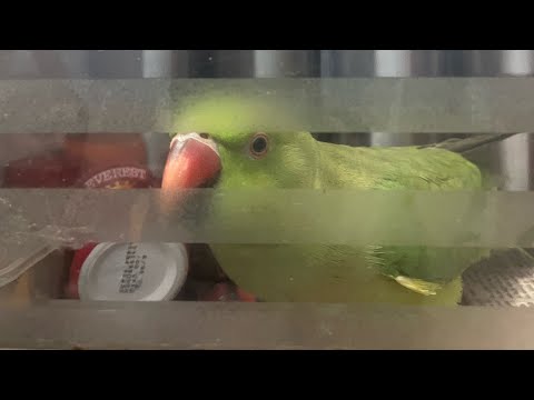 Masti with Mitthu | Fun_with_Asita | ♡ ~ 👧~🦜~♥