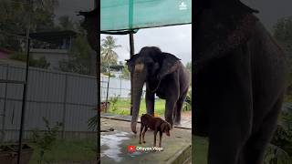 He is always in front 😂😂 I Kaveri Elephant Malappuram #aana #kaveri #shorts
