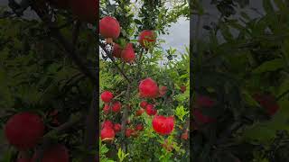 #song #love #music #newsong #festival #healthyfruit #pomegranate #farming #nature #musicgenre