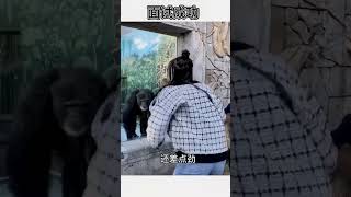 第67集  猩哥面试官现场招聘！Orangutan interviewer recruits on-site!