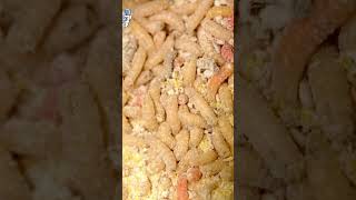 El CASU MARZU de Cerdeña, ¿te atreverias a probar este queso con LARVAS vivas? #curioso #sabias que