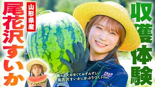 Akimoto Manatsu heads to Yamagata Prefecture to harvest Obanazawa Watermelon, Japan's best summer...