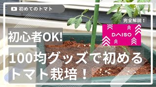 #095 100均グッズで始めるトマト栽培！初心者でも成功する方法