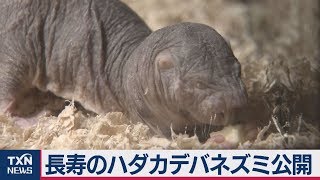 長寿のハダカデバネズミ公開