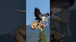 Strong Eagle Captures Wolf and Flies to Nest #wildlife