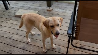 大型犬＆中型犬＆夫婦がエンゼルフォレスト那須白河高原にお泊まりしてきました。前編#104