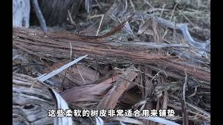 荒野建造01男人独自一人，徒手生存两年半 # 野外生存 # 野外建造 # 荒岛生存 # 原始技术 # 野外 # 荒野建造