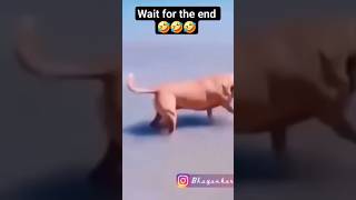 #funny #funnyshorts #funnyvideo #trending #trendingshorts #viral #dogs #cheemsdog #animalshorts