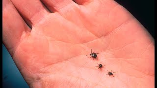 Do Ticks Prefer Humans or Dogs?
