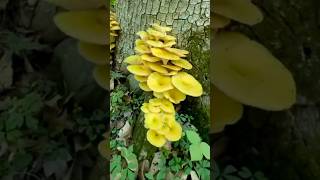 “Mushrooms Breathe Like Humans?! Weird But True!” #Mushrooms #FoodFacts #WeirdNature #fungifacts