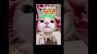 sow cute cat🤩😍😸 #butifyoucloseyoureyes#fyp