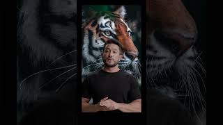 The Tyger by William Blake - A Poem about Nature #shorts #shortvideo  #tiger #wisdom